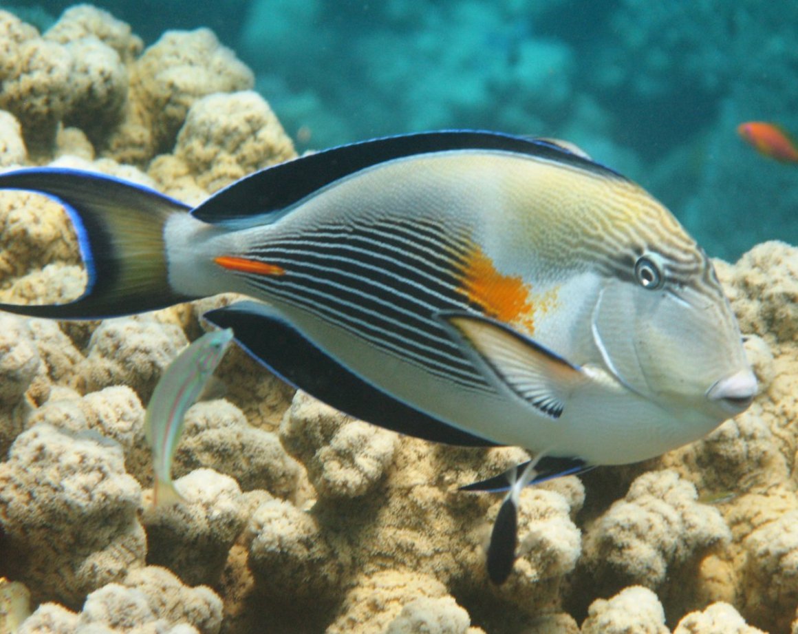 Рыбки красного моря (65 фото)