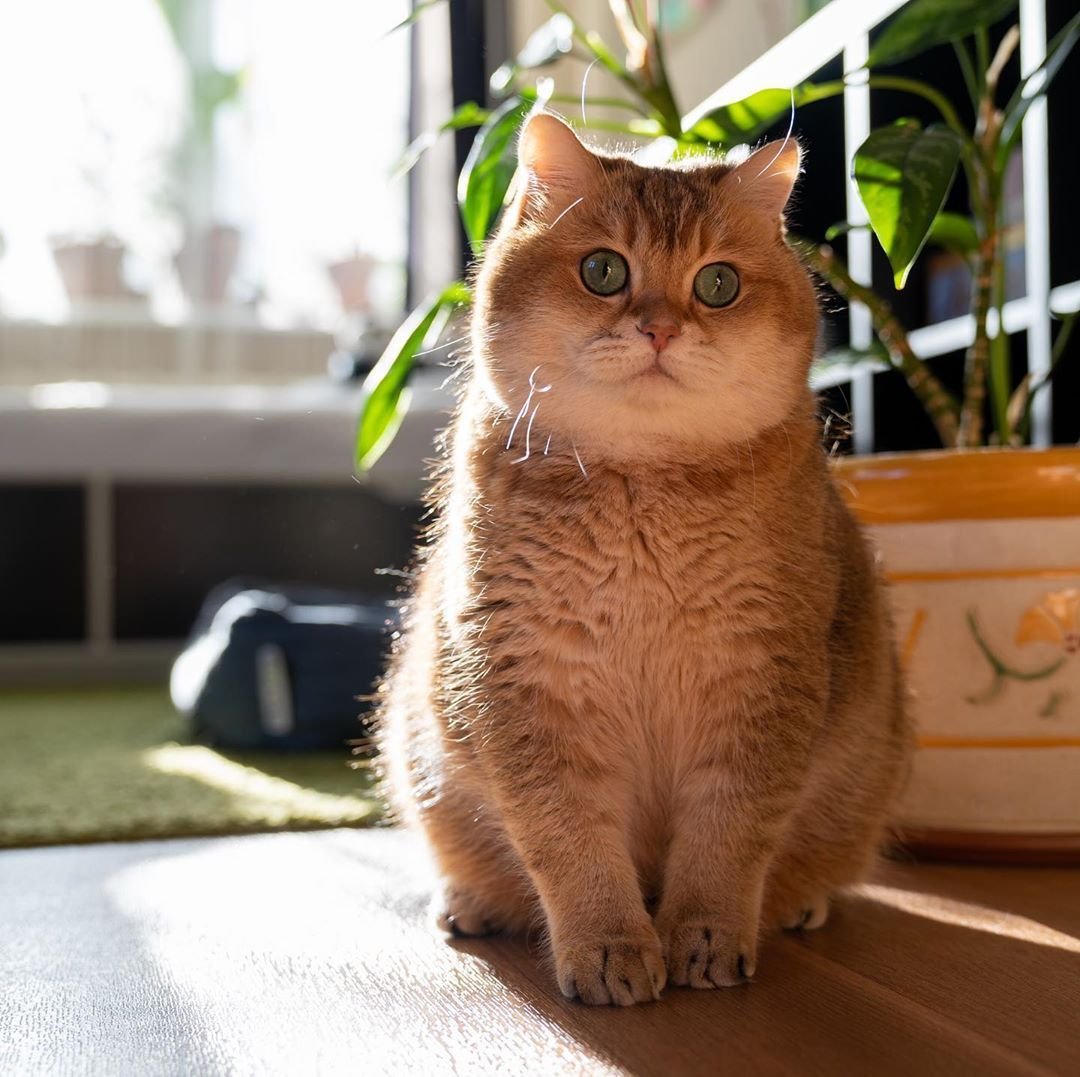 Хосико кот (62 фото)