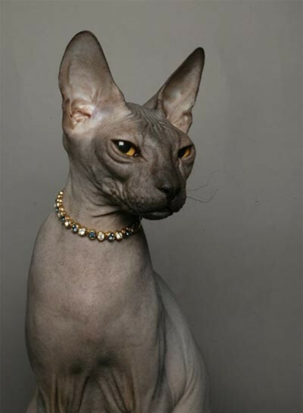 Египетский сфинкс кошка (75 фото)