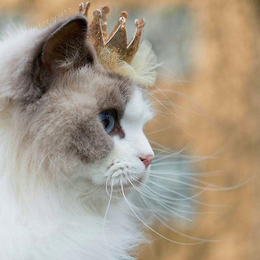 Самый красивый кот в мире (62 фото)