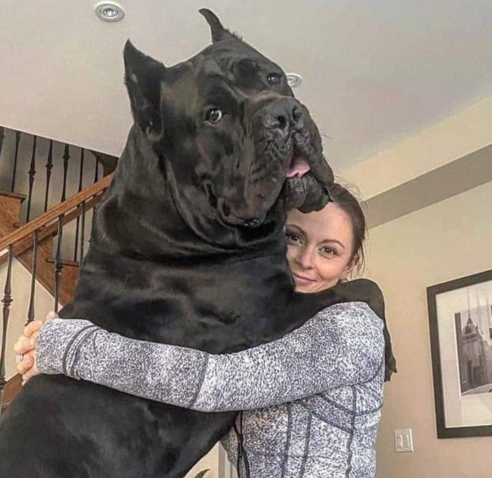 Огромные собаки породы (64 фото)