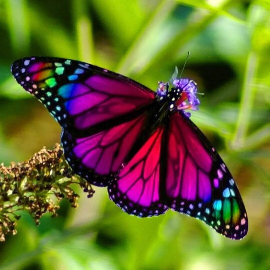 Самые красивые бабочки (70 фото)