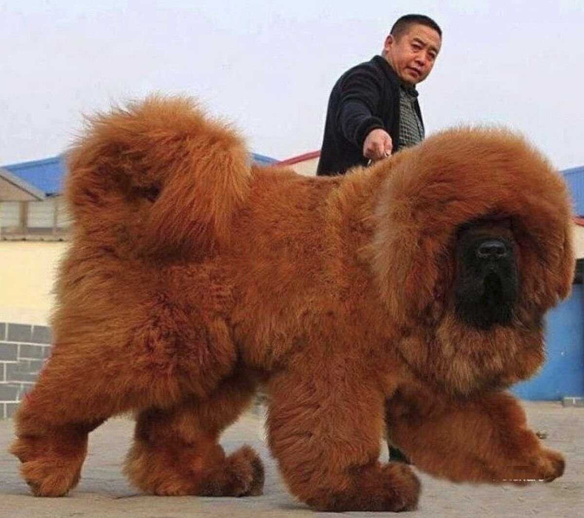 Самая крупная порода собак (69 фото)