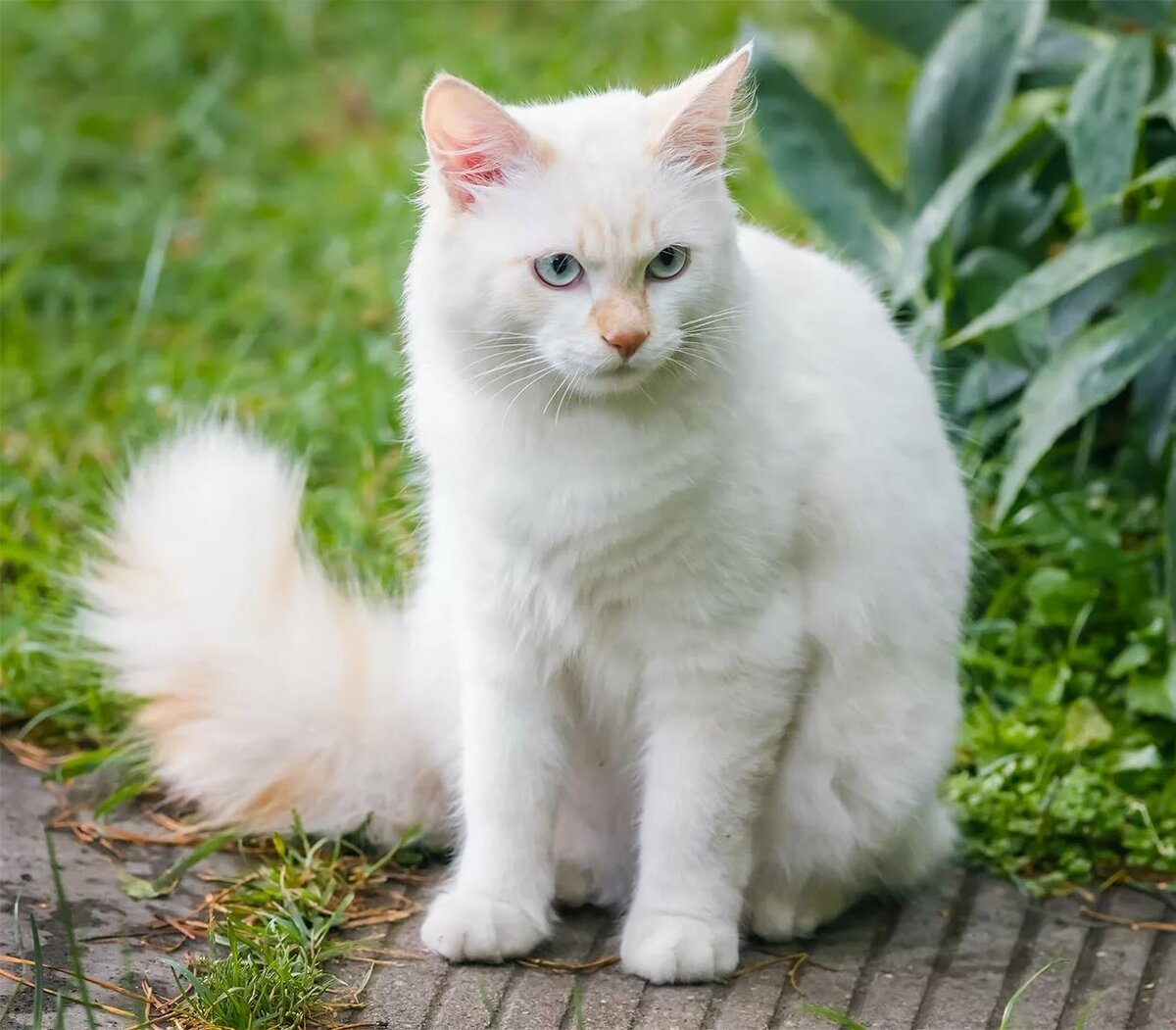 Ангора кошка (65 фото)