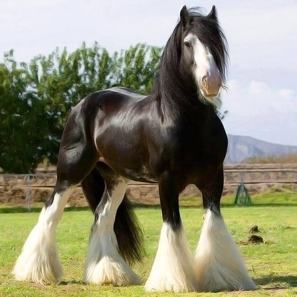 Самый большой конь (67 фото)