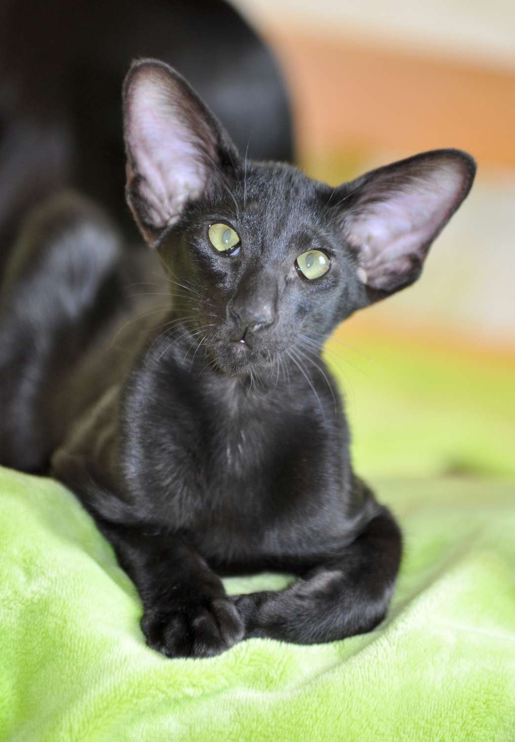 Черный ориентал кот (61 фото)