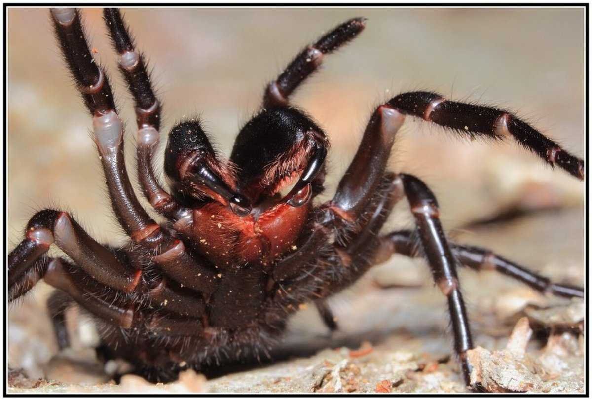 Самый опасный паук в мире (70 фото)