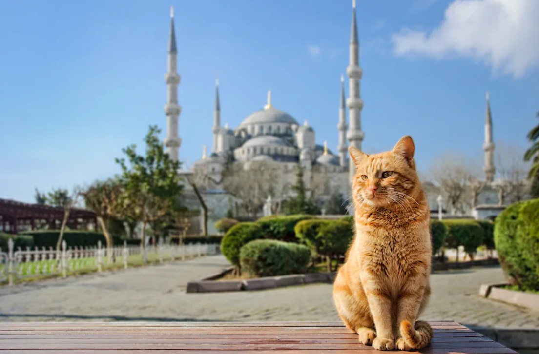 Турецкий кот (75 фото)