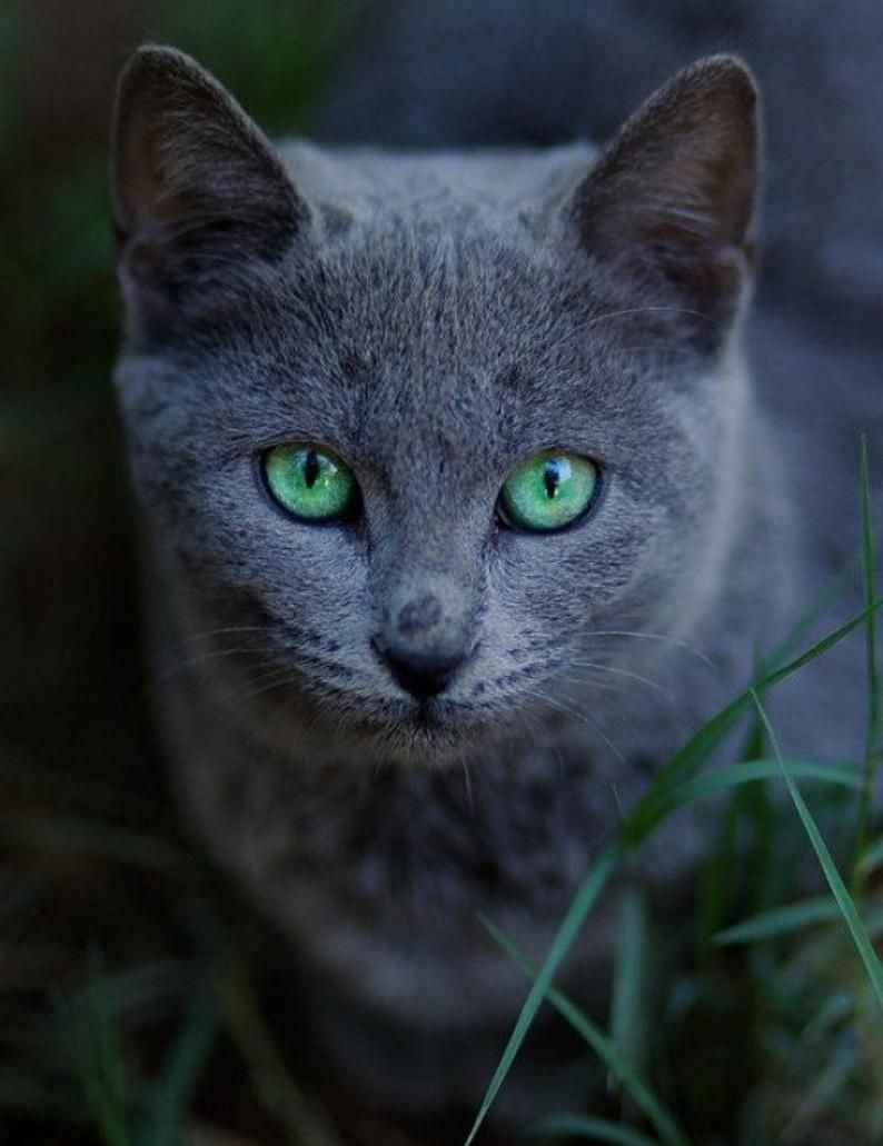 Серые кошки (68 фото)