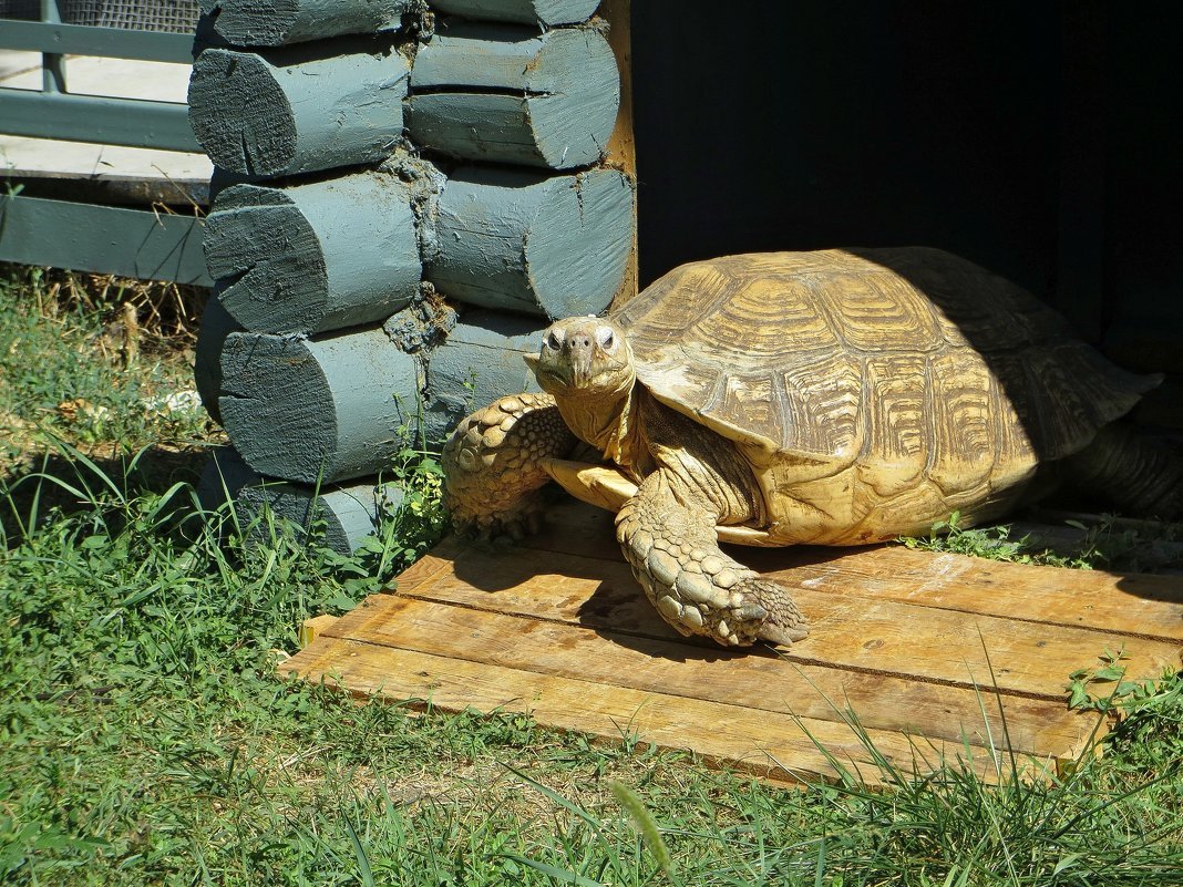 Шпороносная черепаха (58 фото)