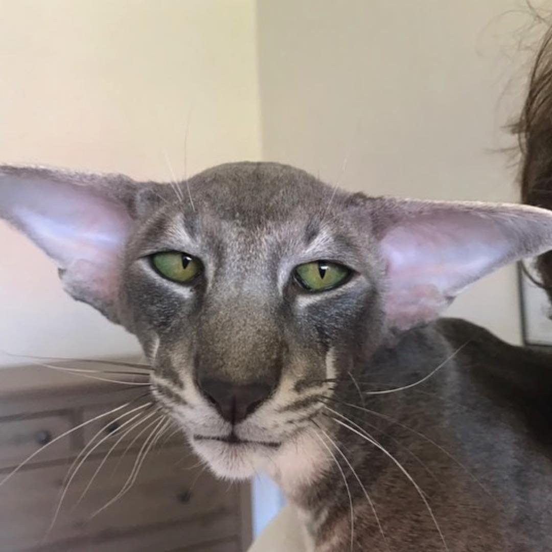 Породы кошек с большими ушами (68 фото)