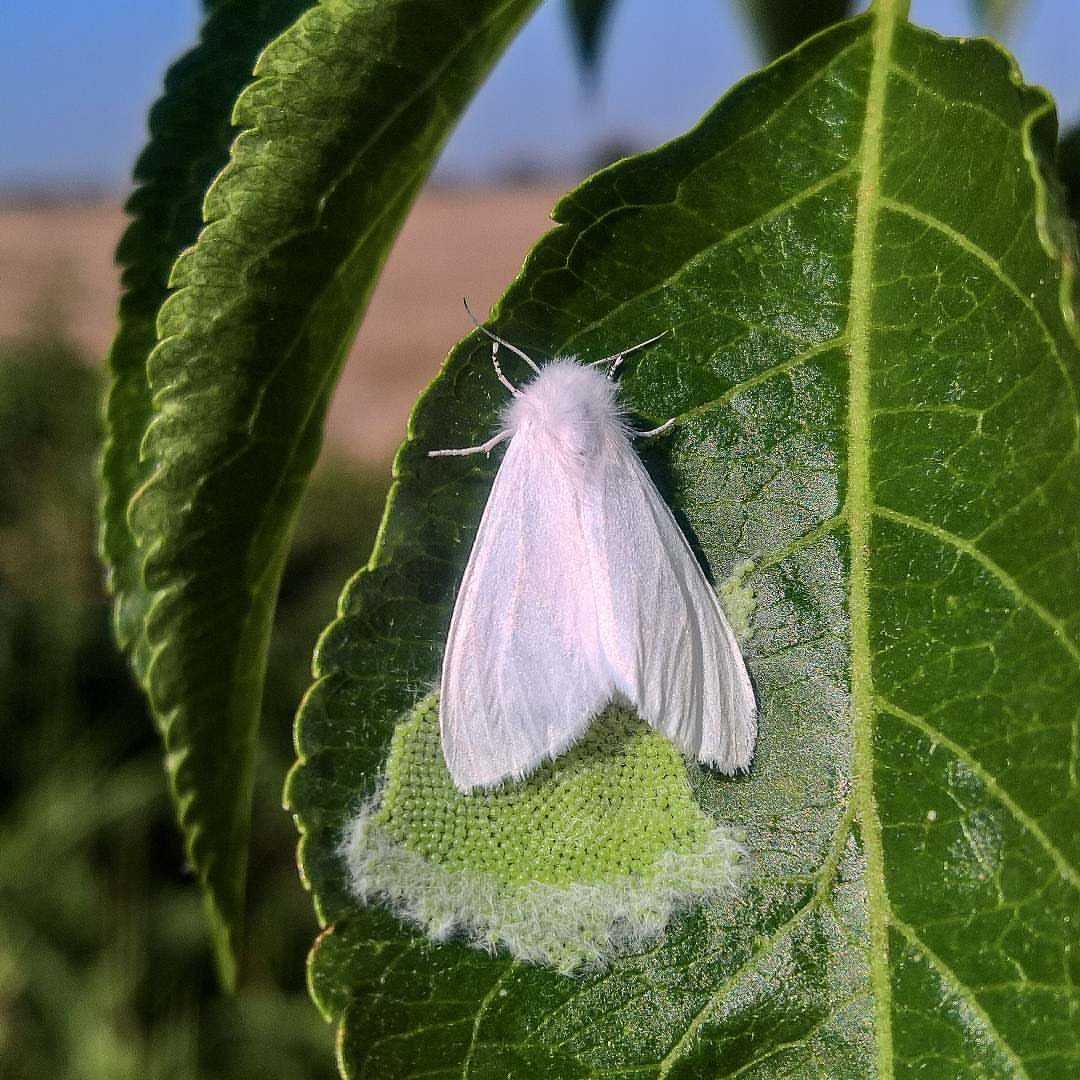 Американская белая бабочка Hyphantria cunea Drury. Американская белая бабочка карантинный вредитель. Имаго американской белой бабочки. Гусеницы американской белой бабочки (Hyphantria cunea).