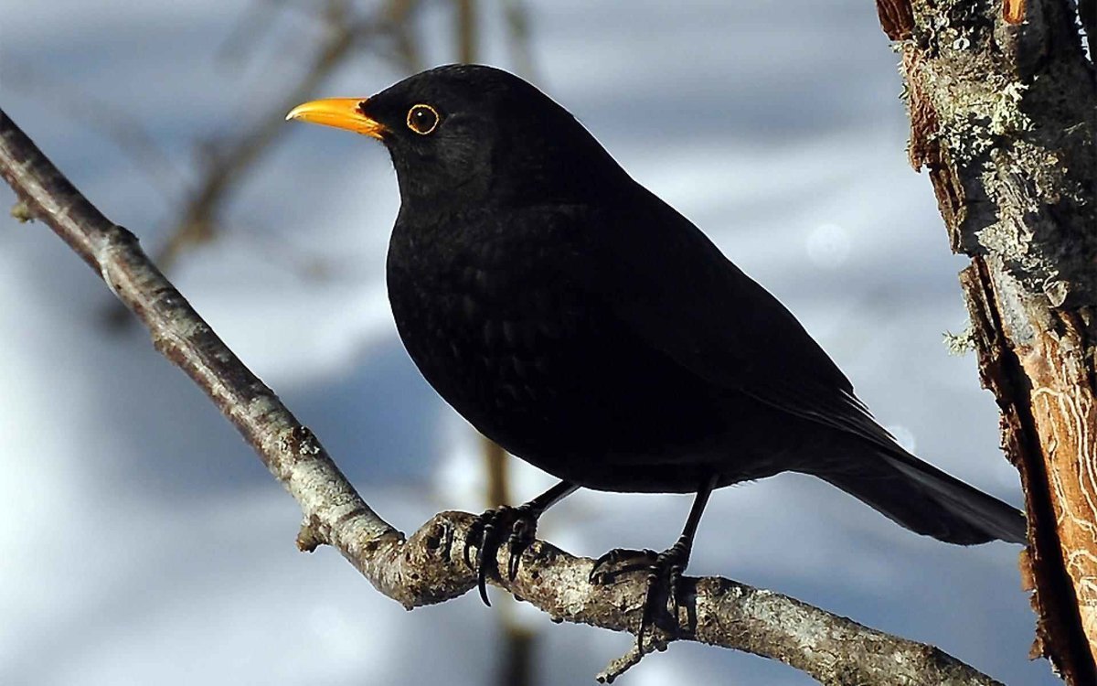 Маленькая черная птица с черным клювом (52 фото)