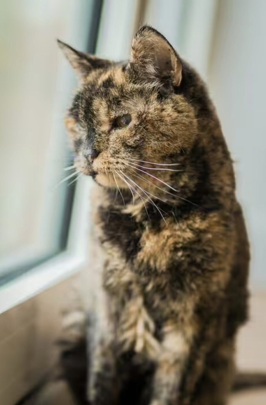 Самая старая кошка в мире (66 фото)