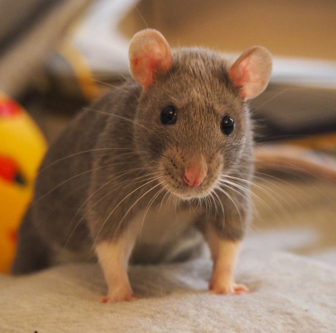 Мышь дамбо (64 фото)