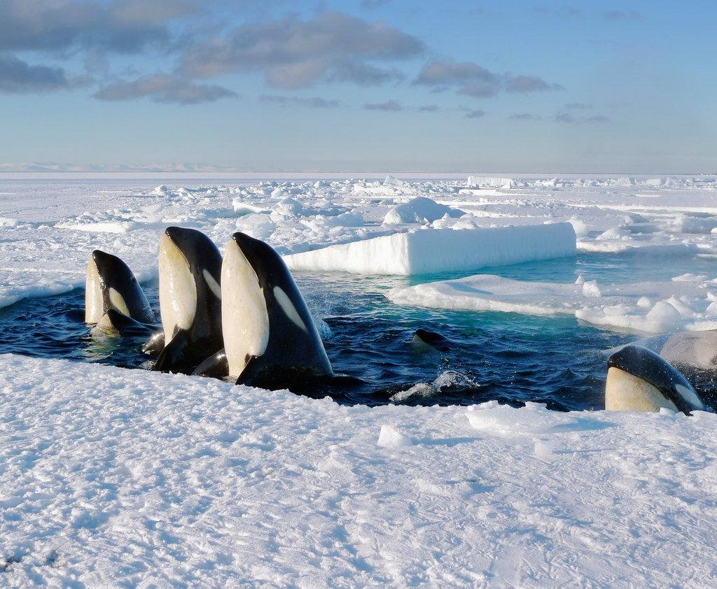 Животные северного ледовитого океана и антарктиды (78 фото)