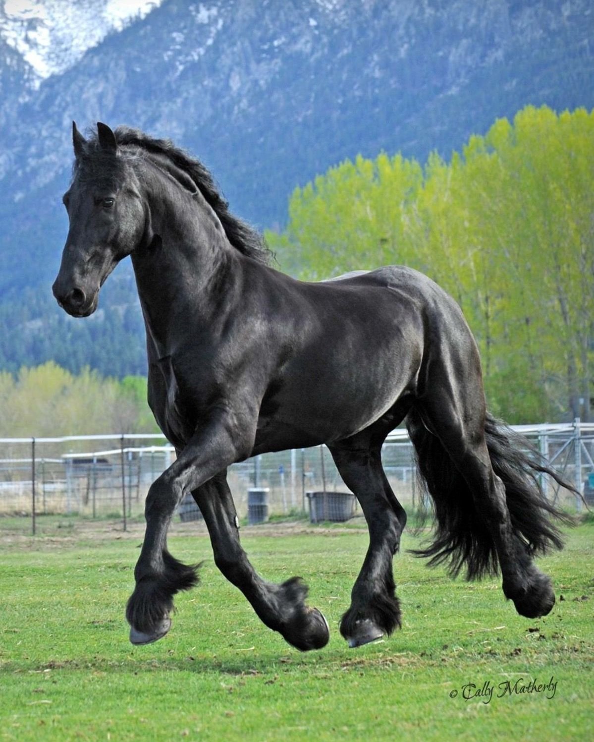 Фризская лошадь (68 фото)