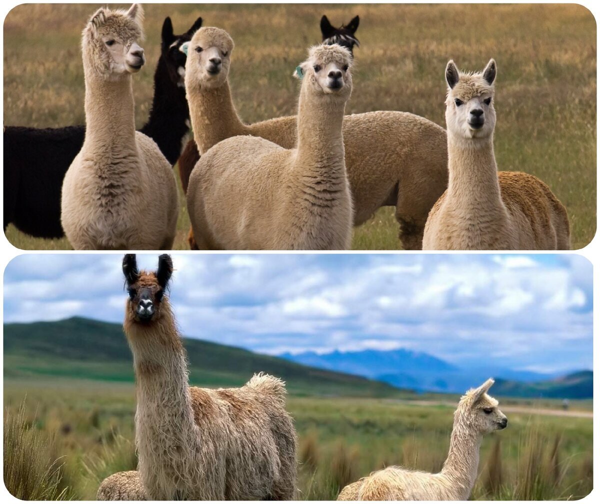 Llama 3.1 8b. Лама альпака отличия. Альпака гуанако лама отличия. Маленькая альпака. Разница альпаки и ламы.