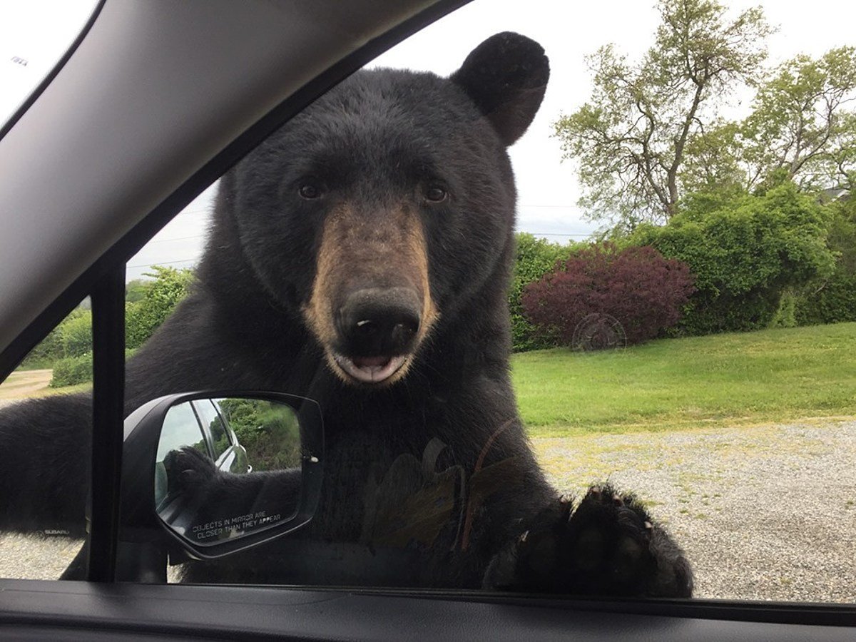 Медведь в черных очках (73 фото)