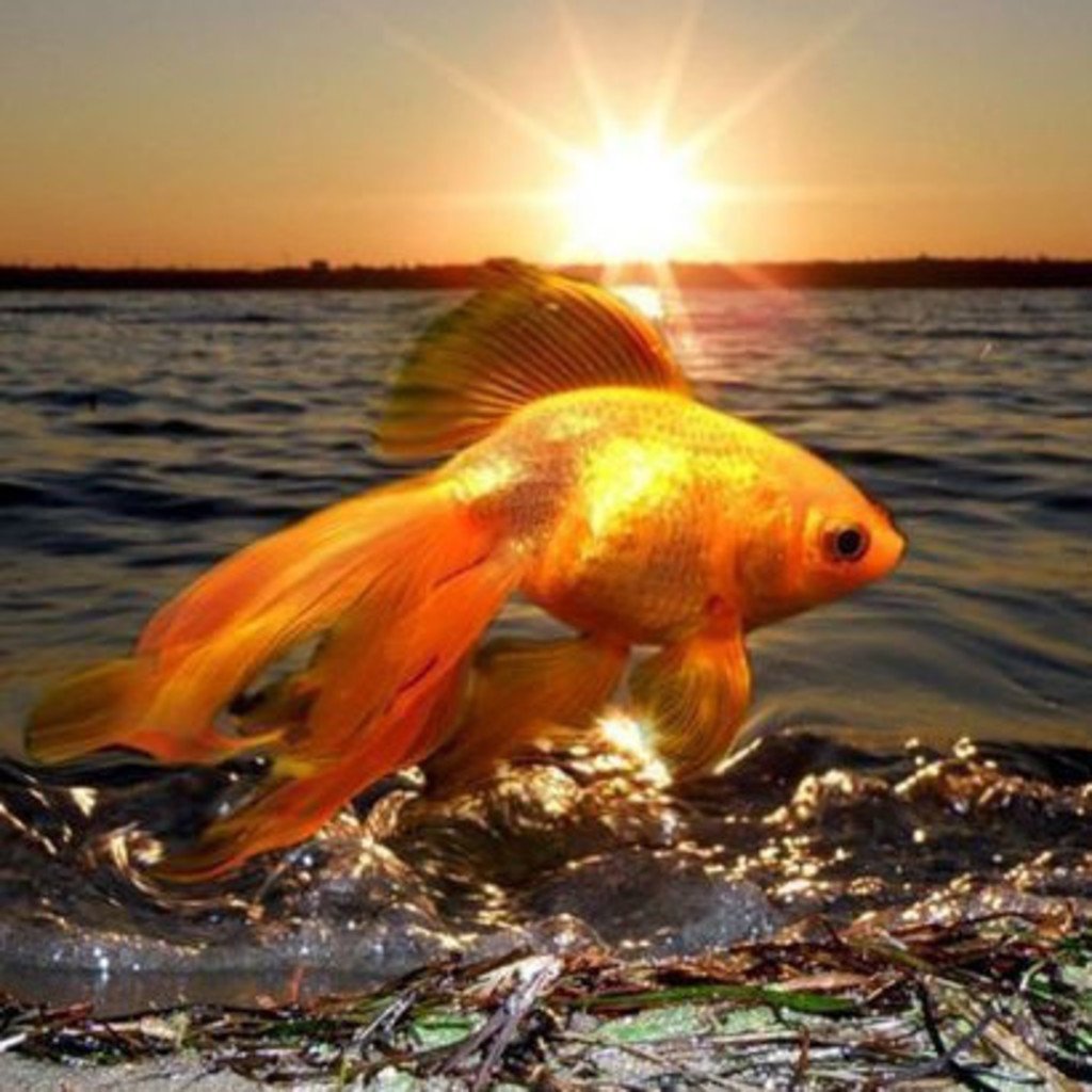 Солнечная рыба (56 фото)