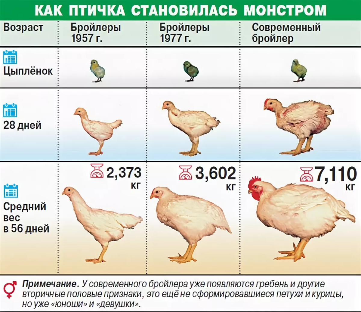 Оценка критериев роста и веса бройлеров - таблица и параметры содержания 