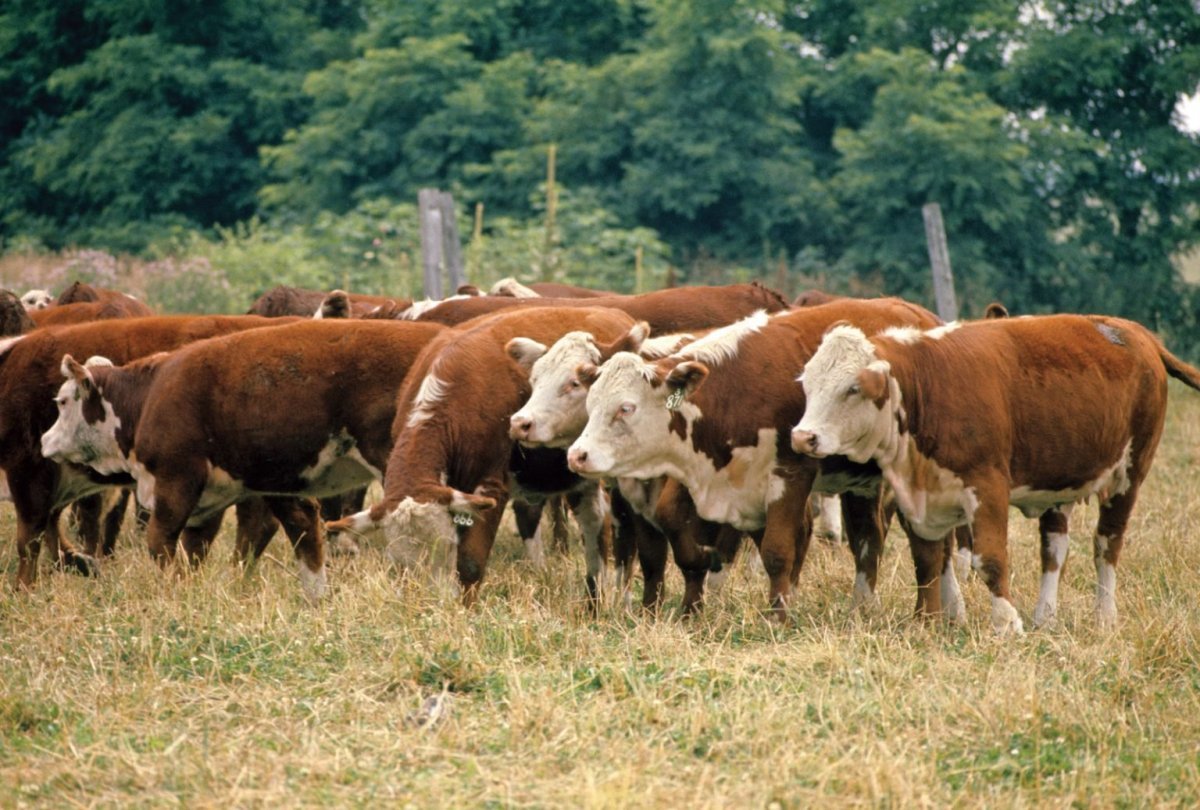 Герефордская порода коров (57 фото)
