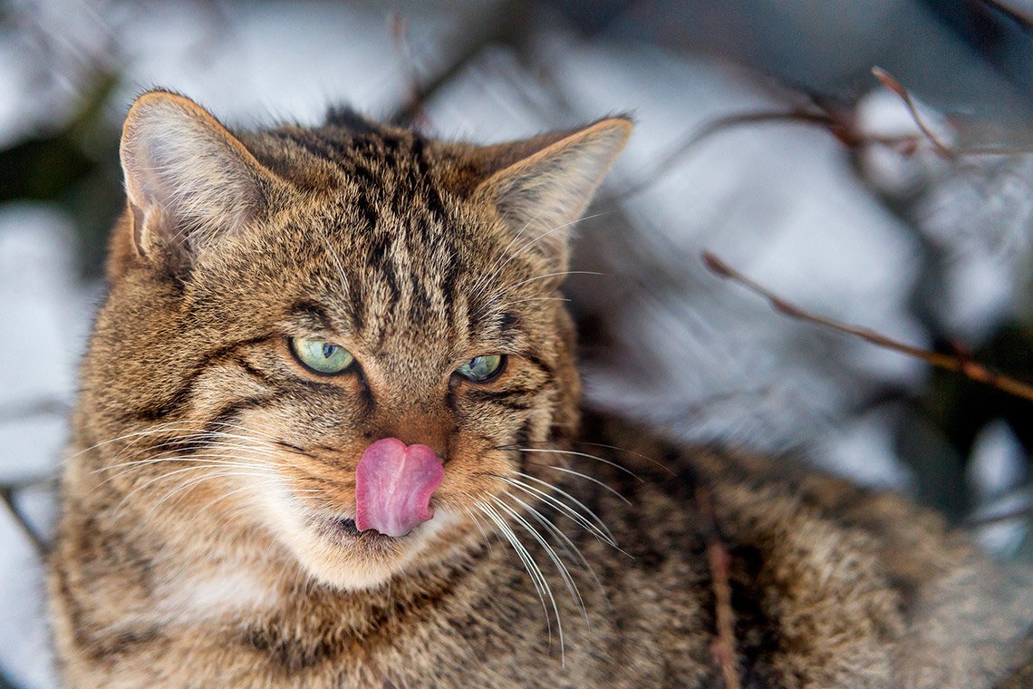 Сибирский лесной кот (61 фото)