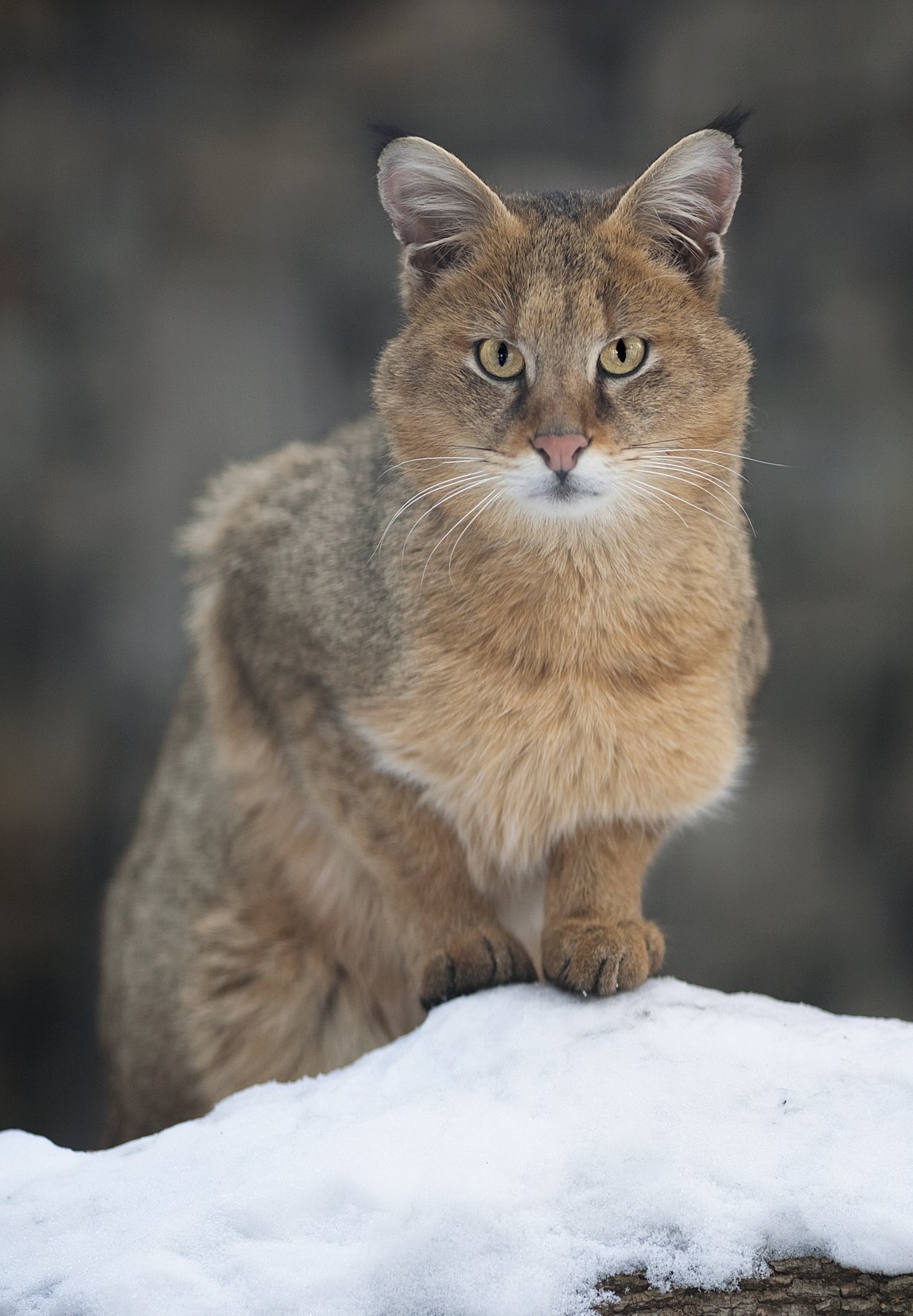 Камышовом коте. Камышовый кот. Кавказский камышовый кот. Камышовый кот Хаус. Камышовый кот (Болотная Рысь).