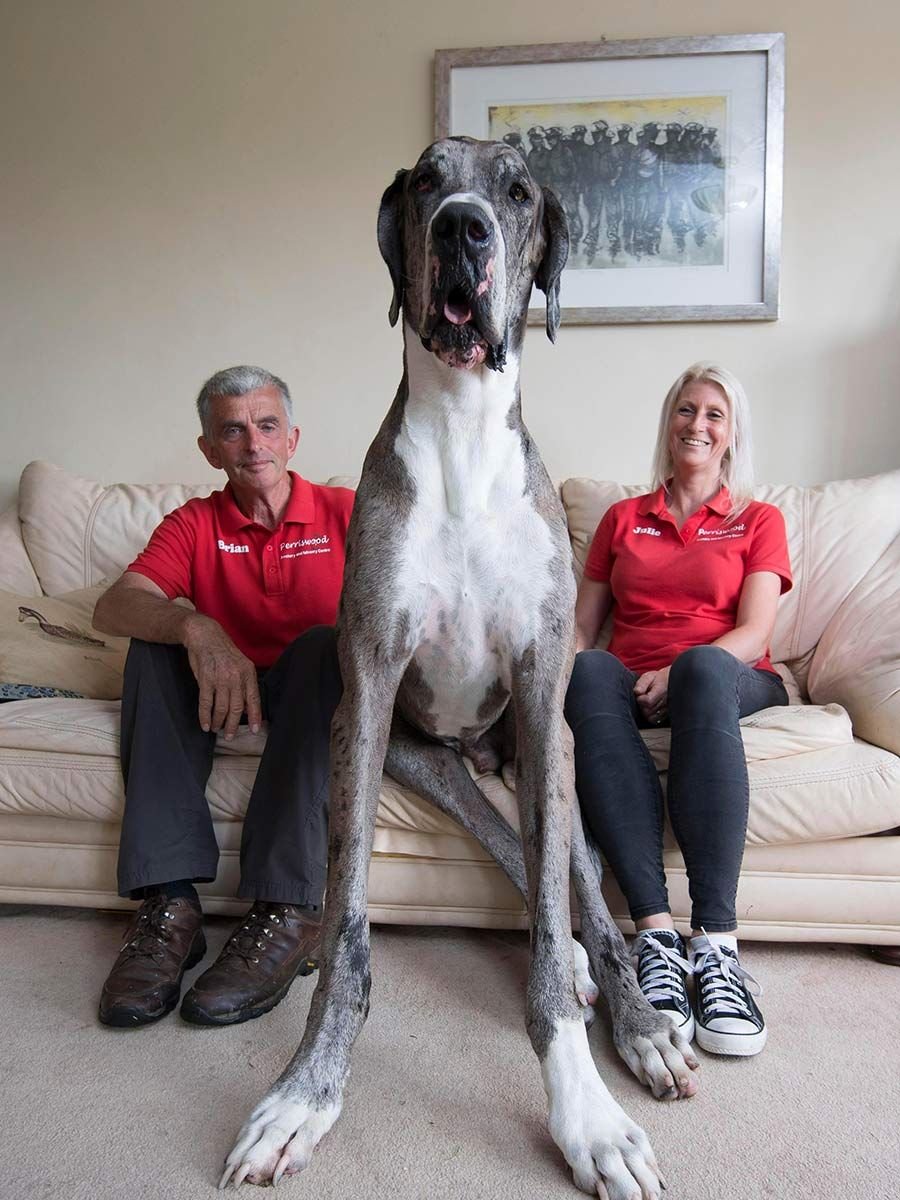 Самая крупная собака (68 фото)