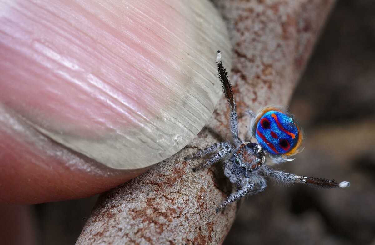 Самый маленький паук в мире (53 фото)