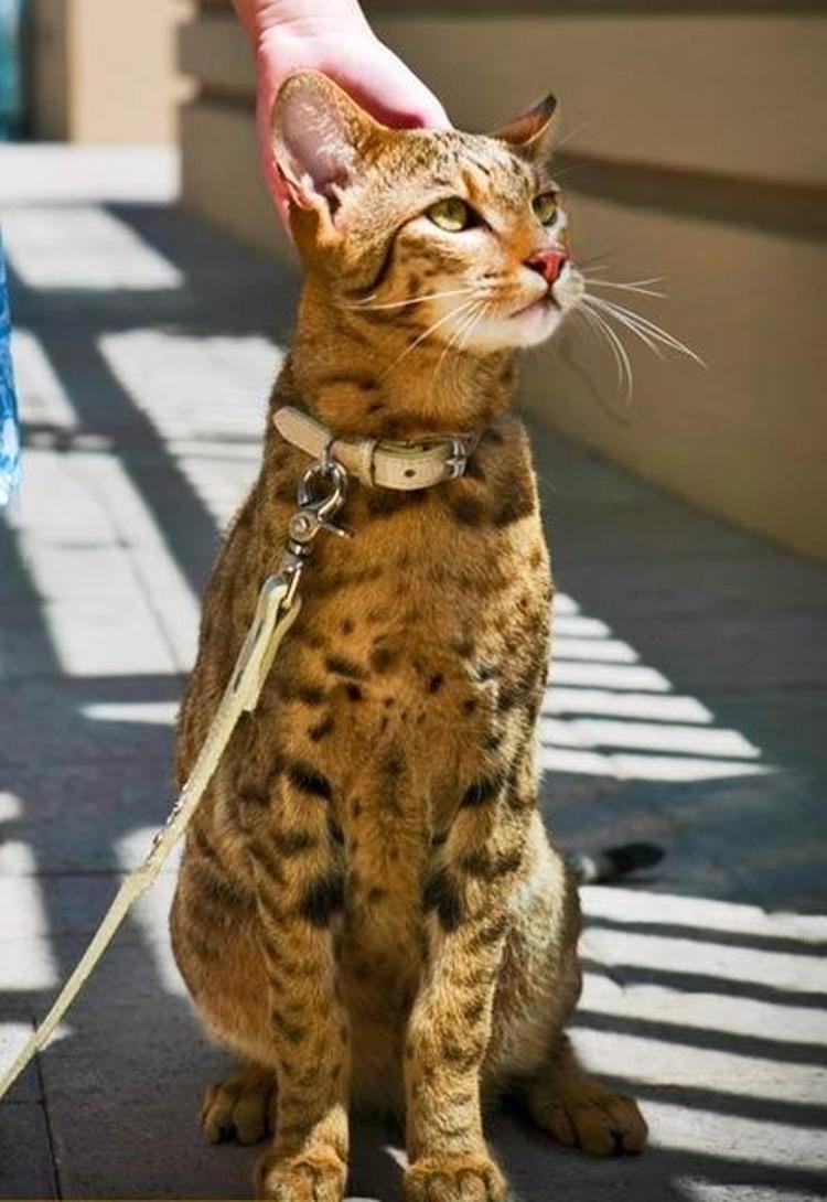 Самая Дорогая Кошка В Мире Купить