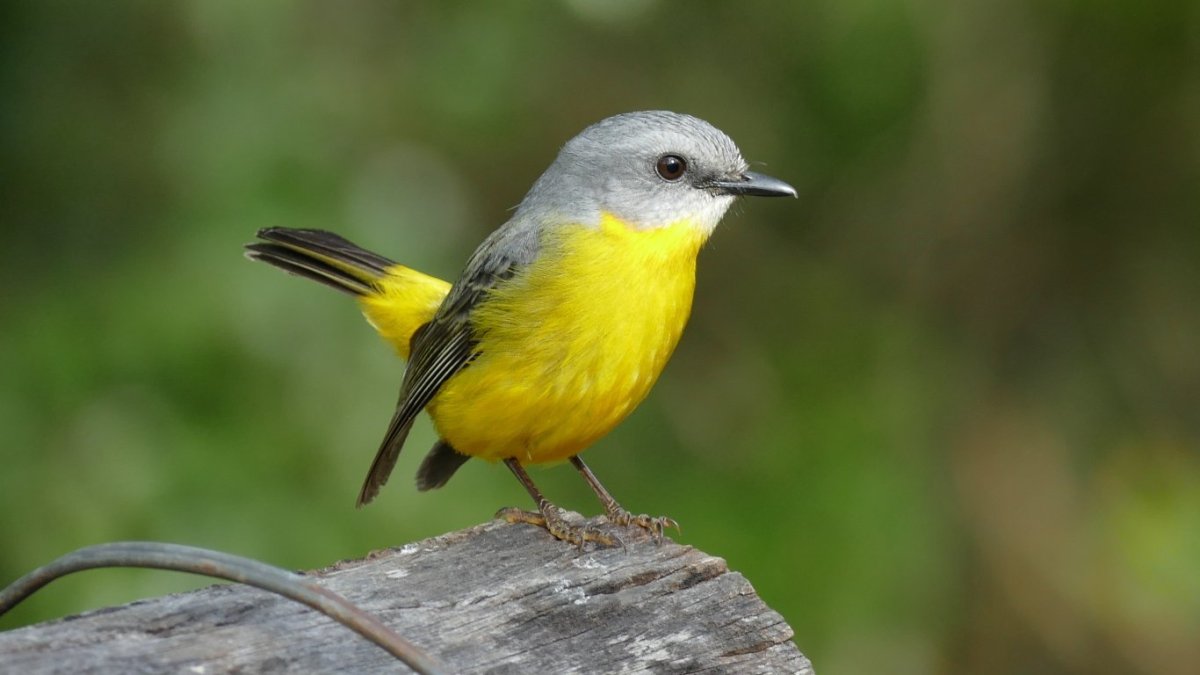 Маленькие птички с желтой грудкой (65 фото)