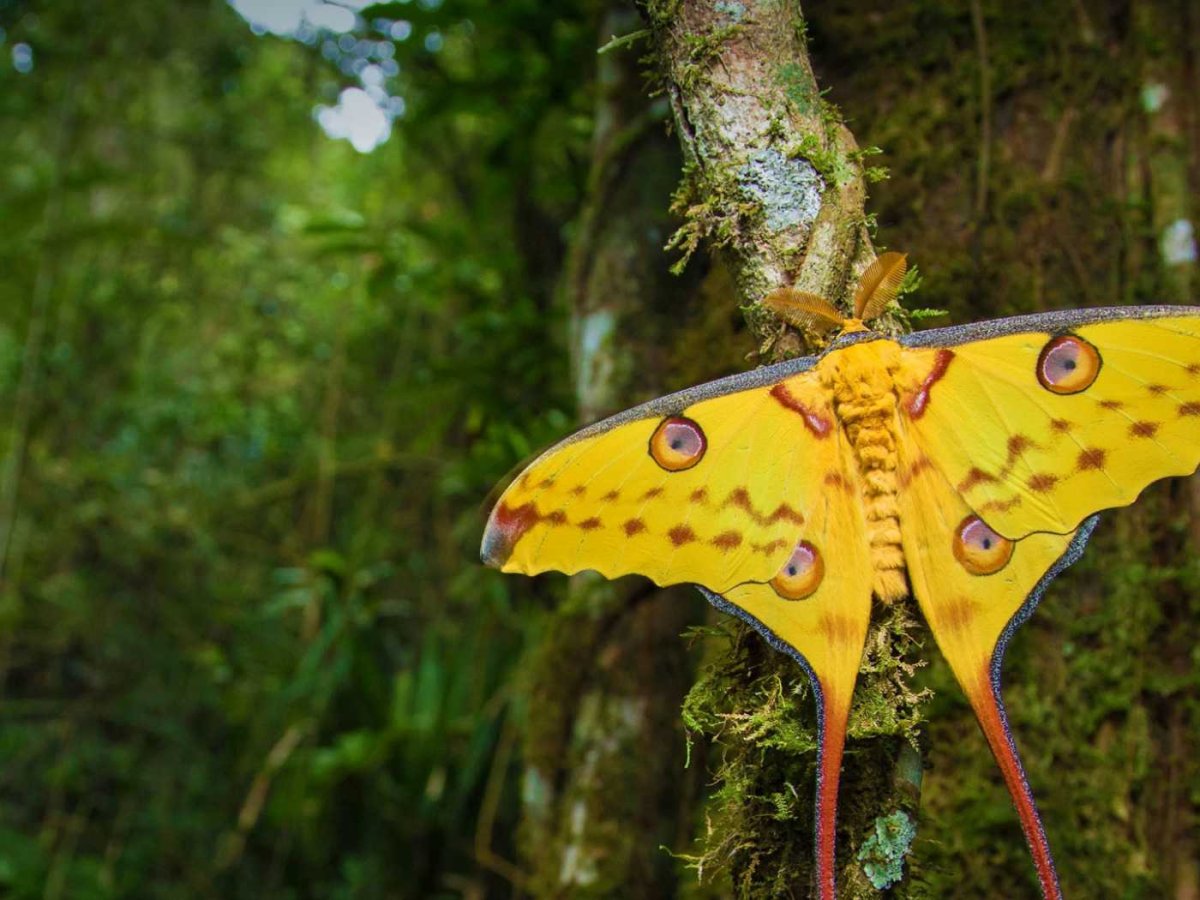 Павлиноглазка бабочка (67 фото)