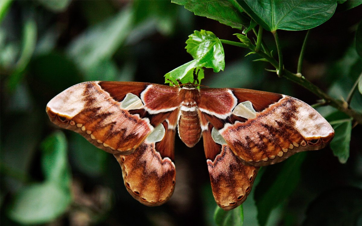 Самая крупная бабочка в мире (66 фото)