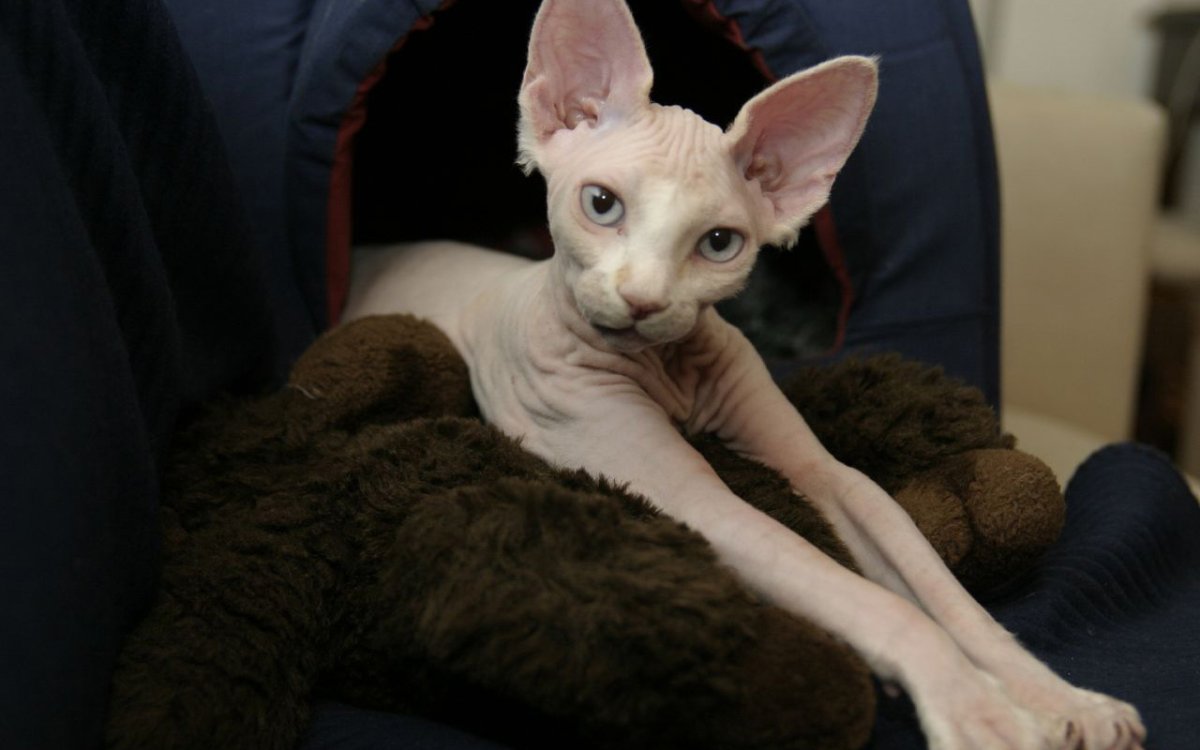 Сфинкс кошка с шерстью (74 фото)