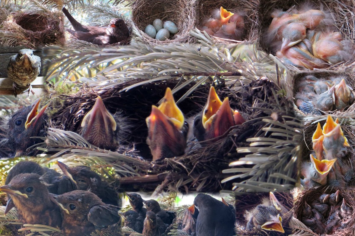 Гнездовые птицы (65 фото)