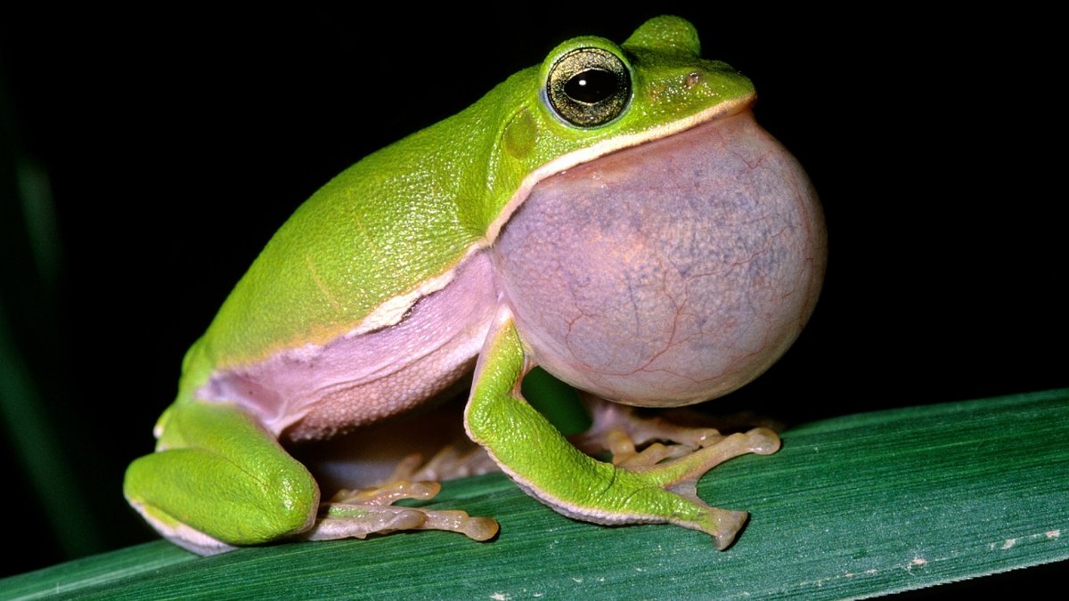 Пурпурная лягушка (61 фото)