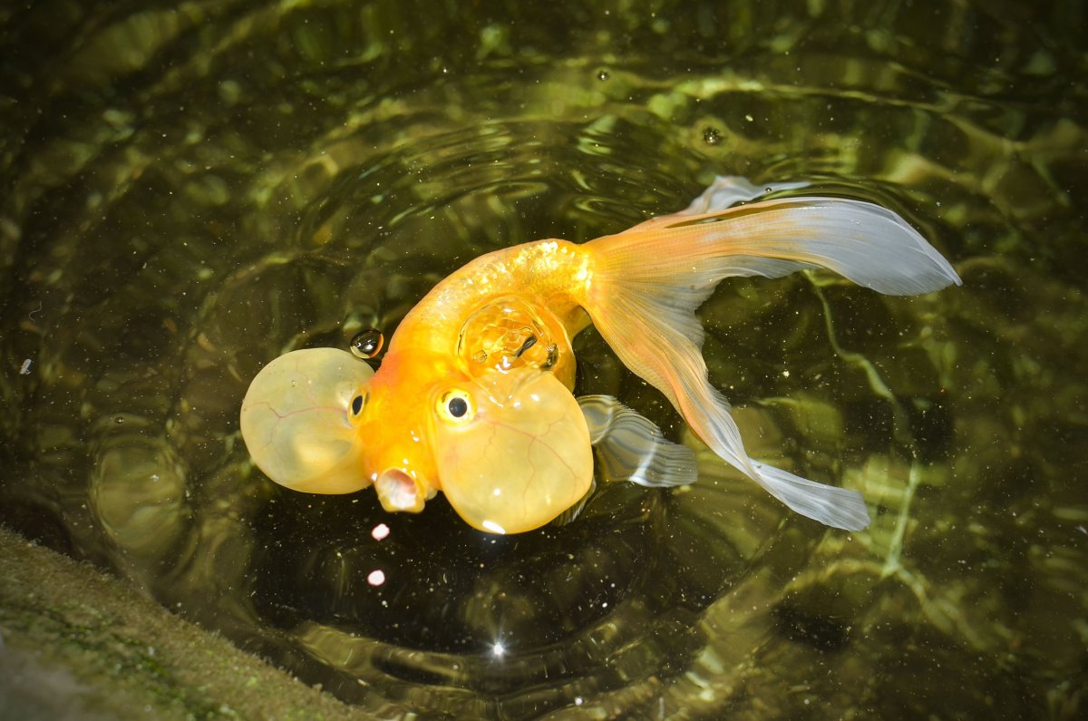 Рыба пузырь (53 фото)