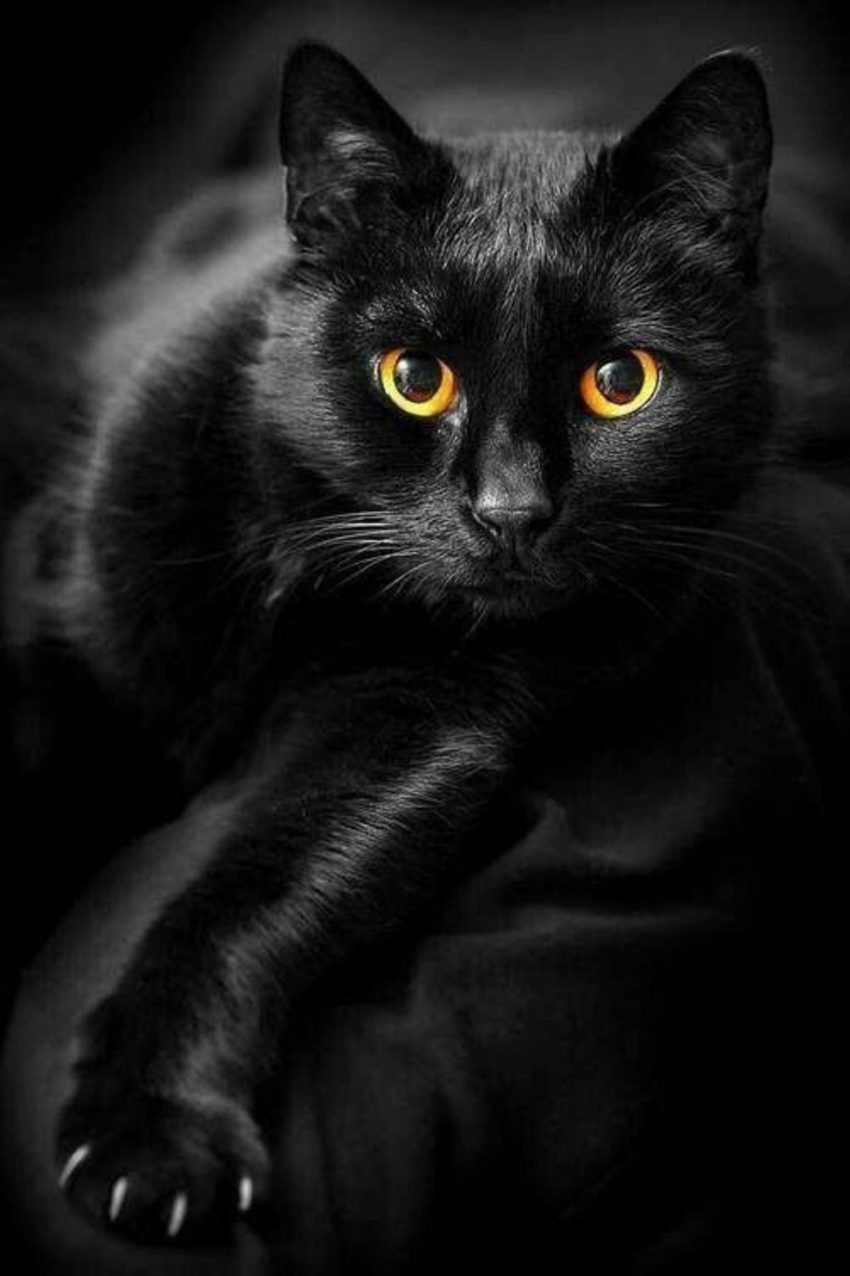 Черная кошка (70 фото)
