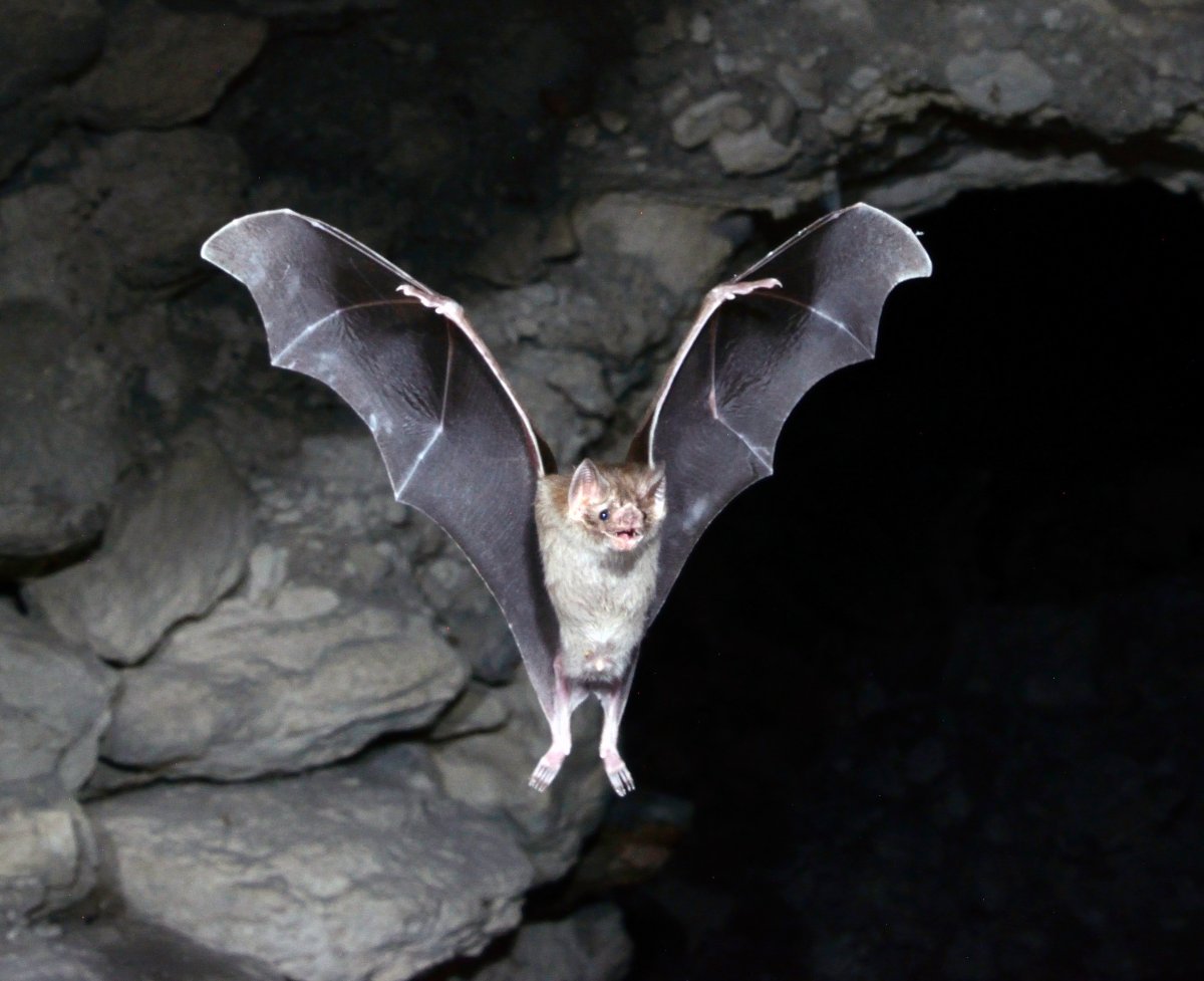 Летучие мыши вампиры (69 фото)