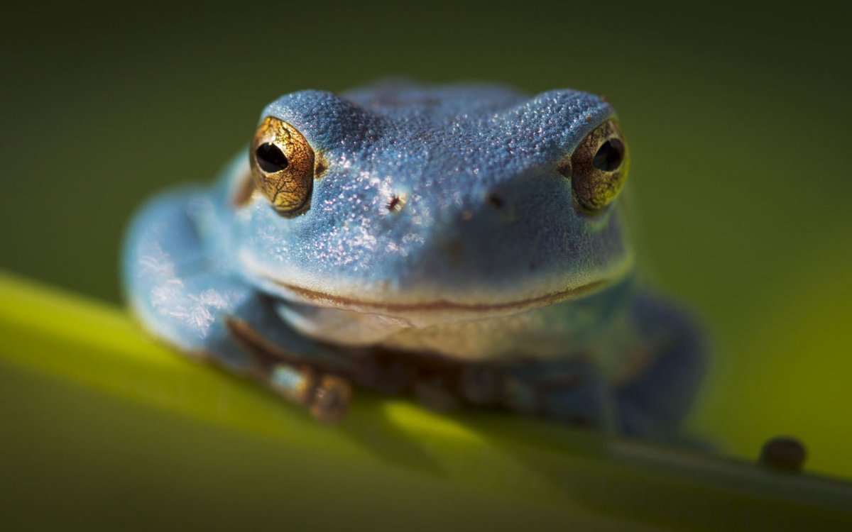 Синяя лягушка (67 фото)