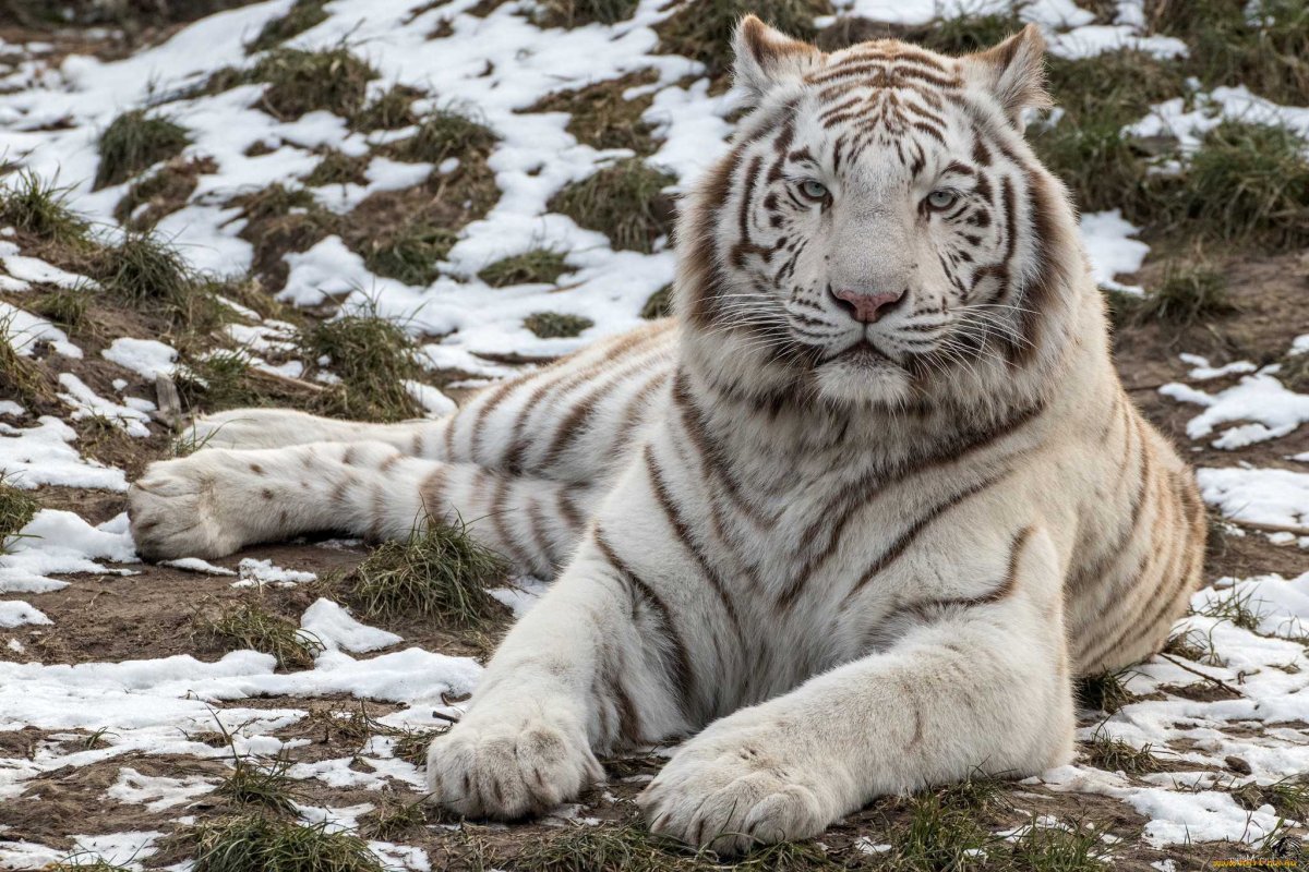 Белый тигр (72 фото)