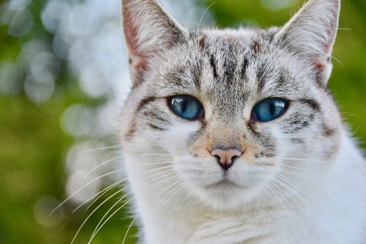 Породы кошек с голубыми глазами (74 фото)