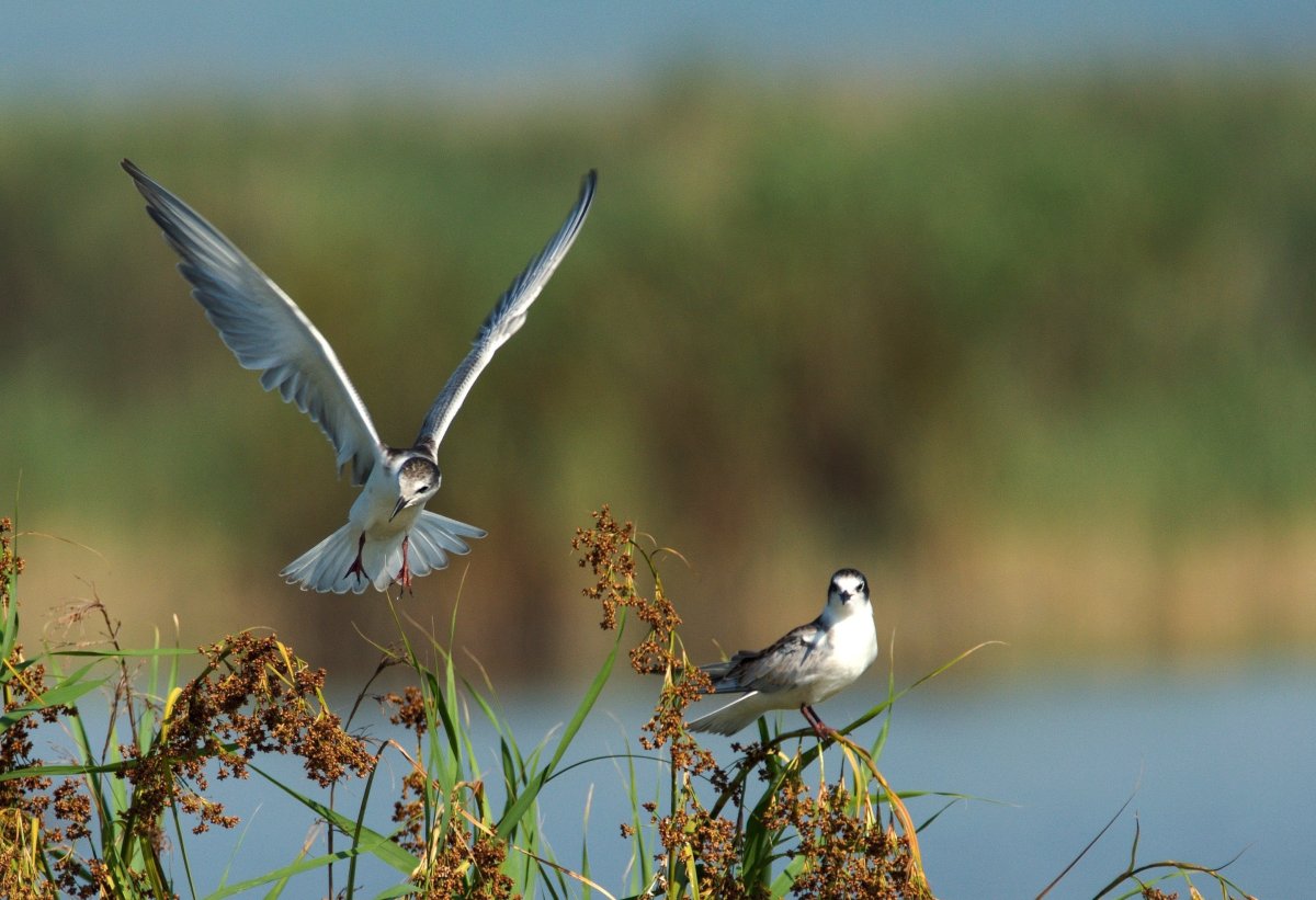 Птицы ростовской области (67 фото)