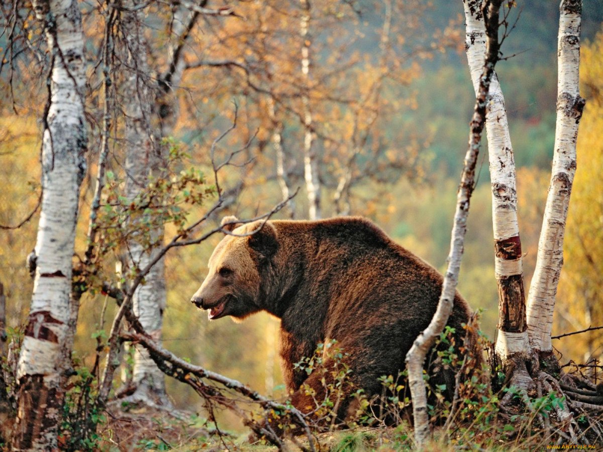 Животный мир леса