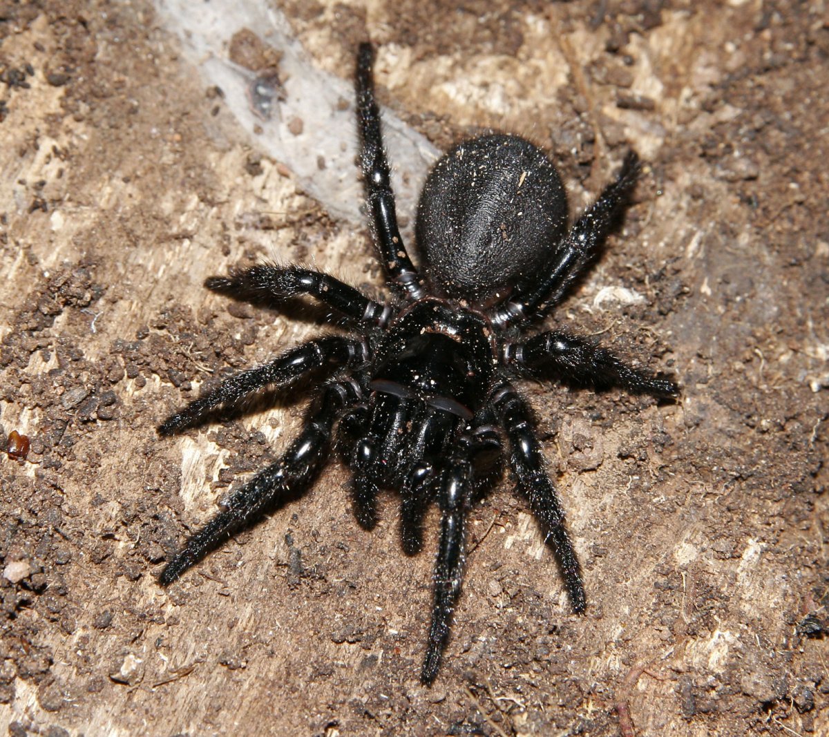Самый опасный паук (74 фото)