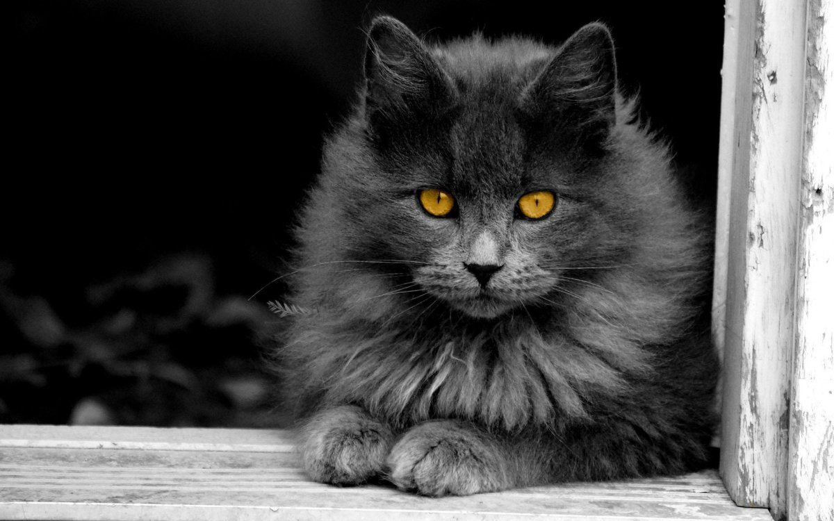 Серый кот (75 фото)