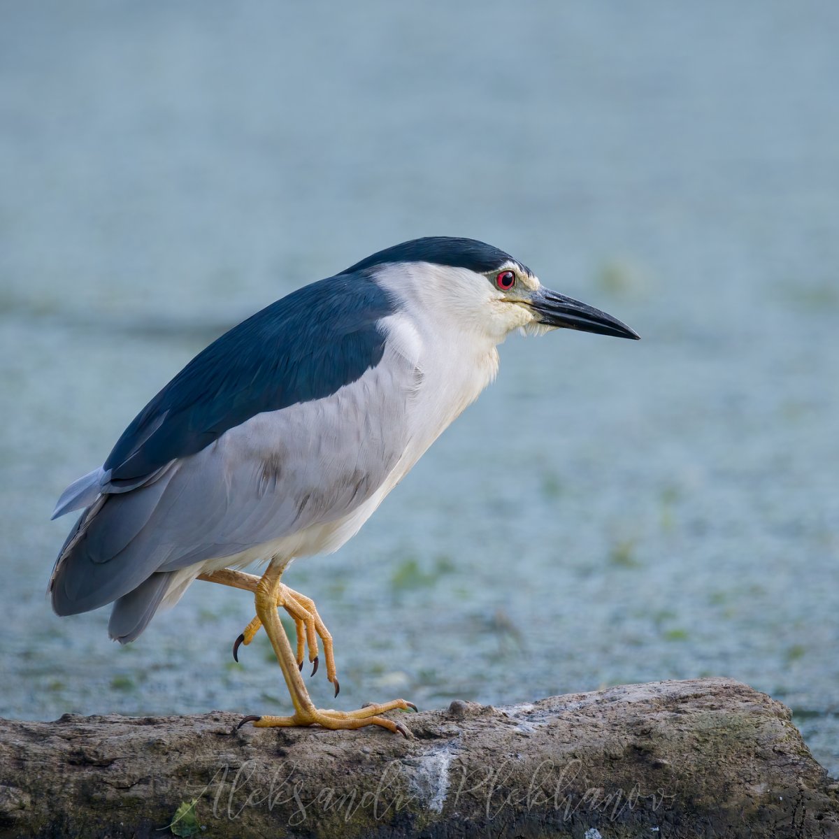 Обыкновенная кваква. Японская кваква. Кваква птица фото. Кваква Дюбуа nycticorax Duboisi.