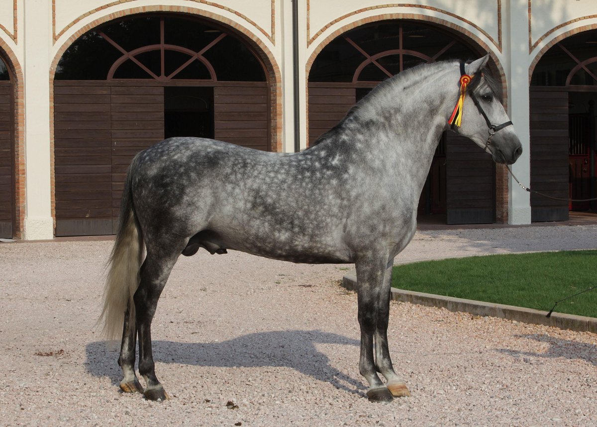 Андалузская лошадь (68 фото)
