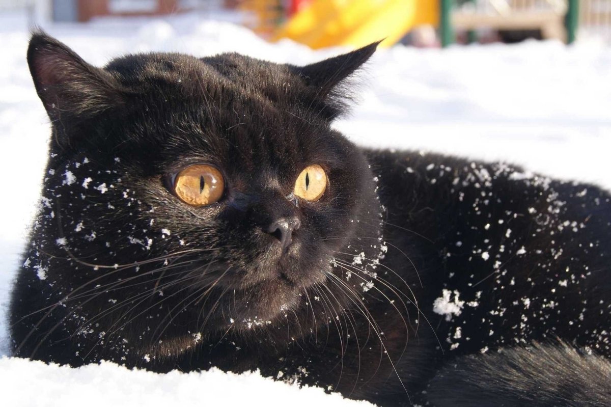 Черная британская кошка (64 фото)